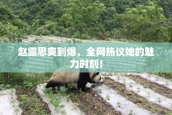 赵露思爽到爆，全网热议她的魅力时刻！