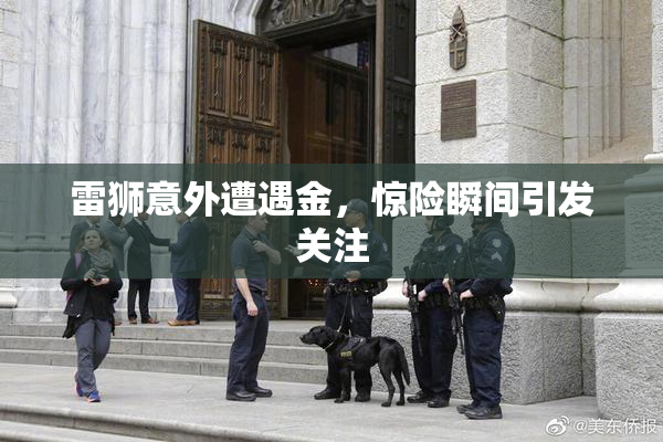 雷狮意外遭遇金，惊险瞬间引发关注