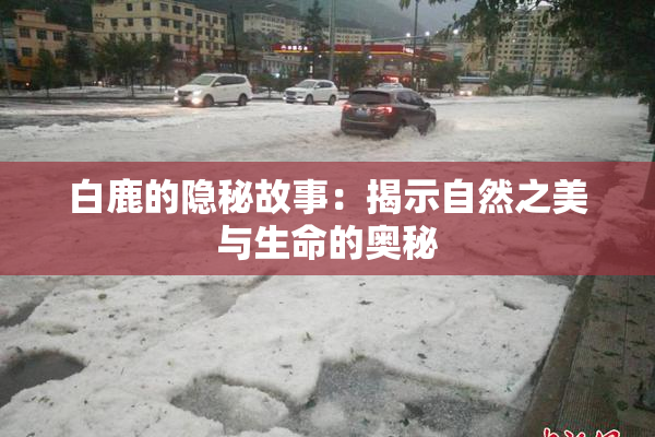 白鹿的隐秘故事：揭示自然之美与生命的奥秘
