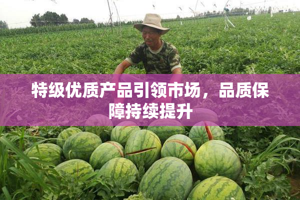特级优质产品引领市场，品质保障持续提升