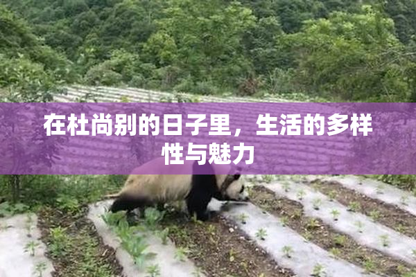 在杜尚别的日子里，生活的多样性与魅力