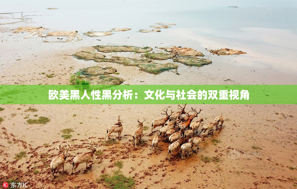 欧美黑人性黑分析：文化与社会的双重视角