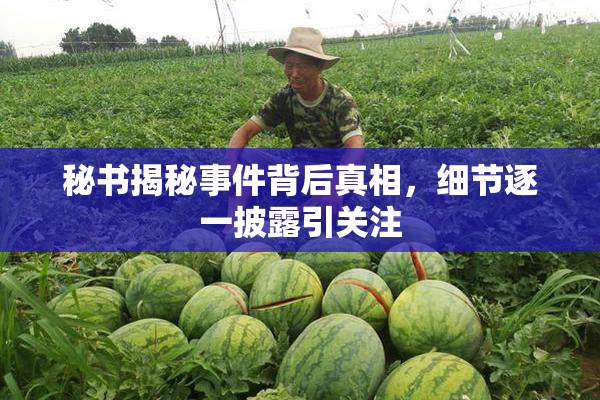 秘书揭秘事件背后真相，细节逐一披露引关注