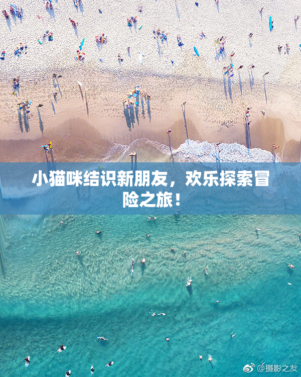 小猫咪结识新朋友，欢乐探索冒险之旅！