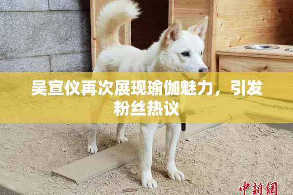 吴宣仪再次展现瑜伽魅力，引发粉丝热议