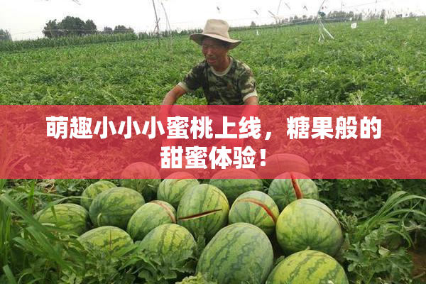 萌趣小小小蜜桃上线，糖果般的甜蜜体验！