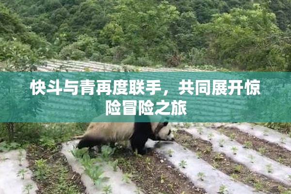 快斗与青再度联手，共同展开惊险冒险之旅