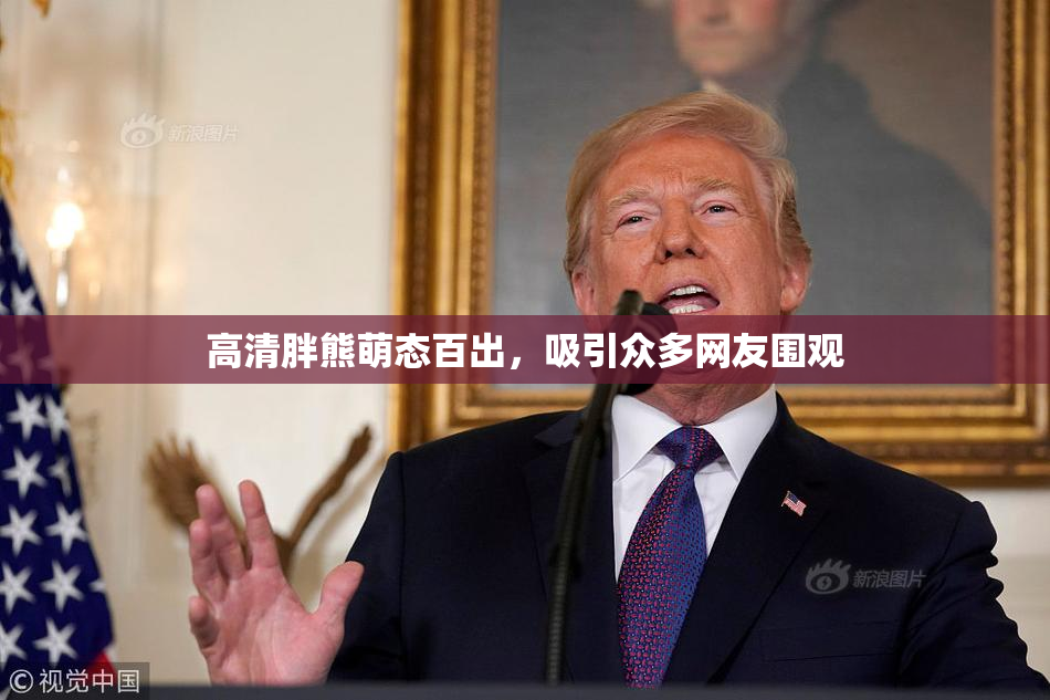 高清胖熊萌态百出，吸引众多网友围观