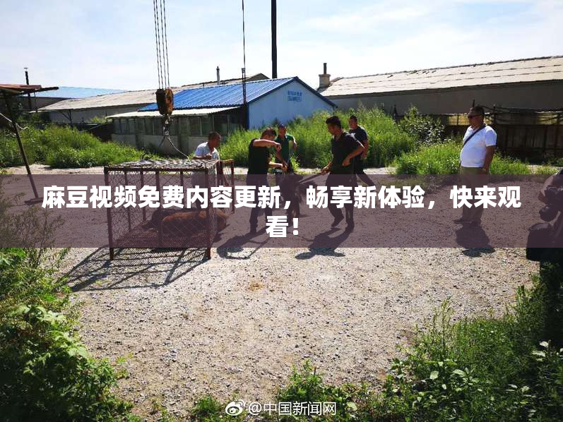 麻豆视频免费内容更新，畅享新体验，快来观看！