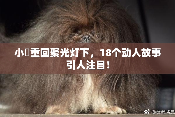 小泬重回聚光灯下，18个动人故事引人注目！