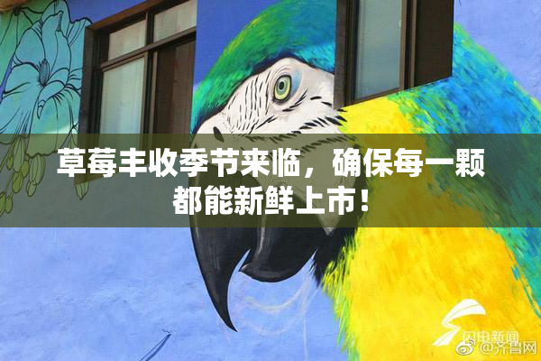 草莓丰收季节来临，确保每一颗都能新鲜上市！