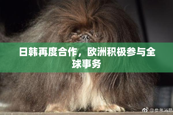 日韩再度合作，欧洲积极参与全球事务