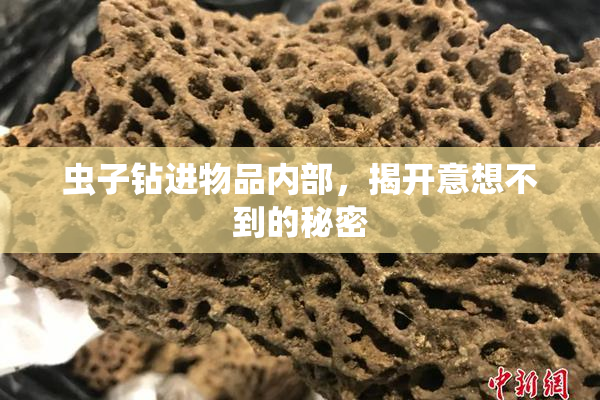 虫子钻进物品内部，揭开意想不到的秘密