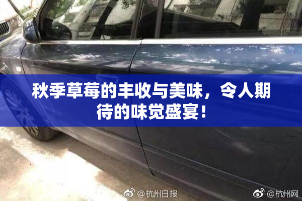 秋季草莓的丰收与美味，令人期待的味觉盛宴！