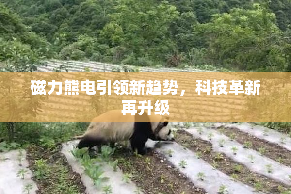 磁力熊电引领新趋势，科技革新再升级