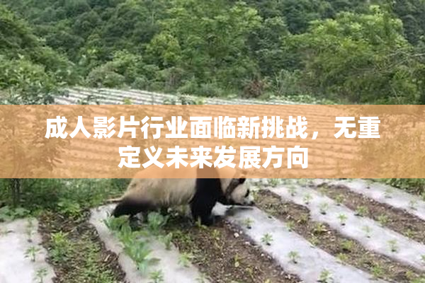 成人影片行业面临新挑战，无重定义未来发展方向