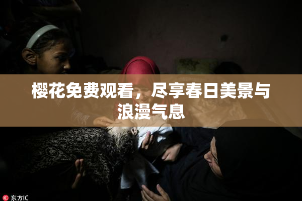 樱花免费观看，尽享春日美景与浪漫气息