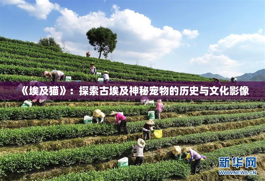 《埃及猫》：探索古埃及神秘宠物的历史与文化影像