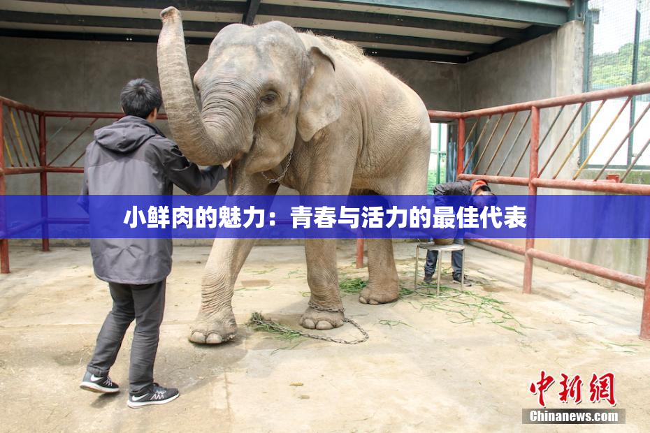 小鲜肉的魅力：青春与活力的最佳代表
