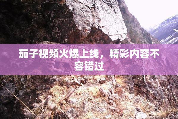 茄子视频火爆上线，精彩内容不容错过