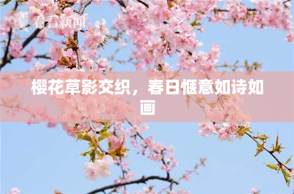 樱花草影交织，春日惬意如诗如画
