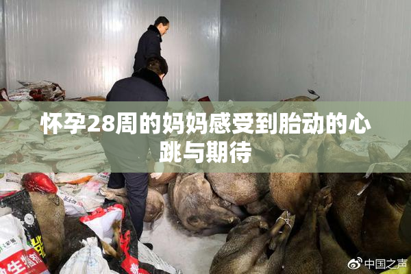怀孕28周的妈妈感受到胎动的心跳与期待