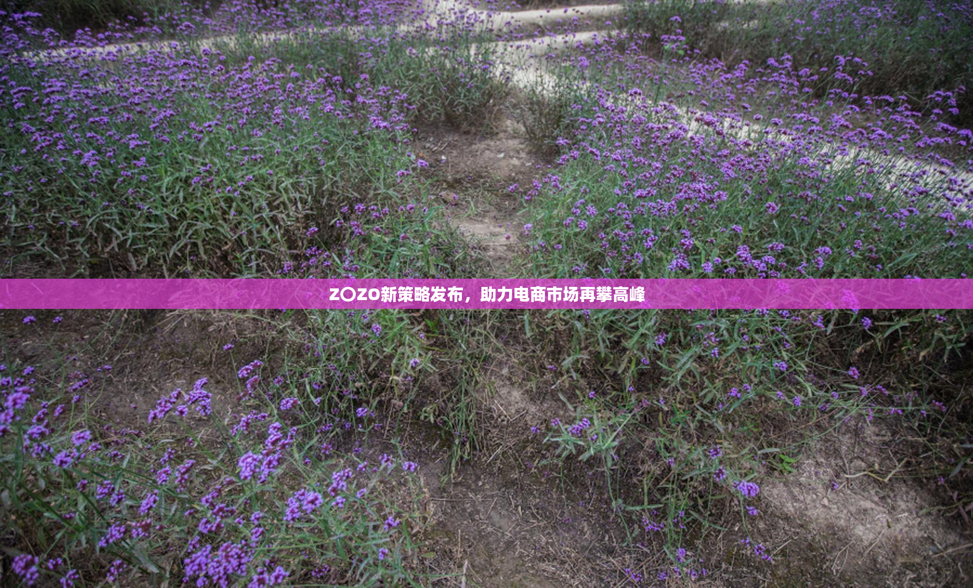 Z〇ZO新策略发布，助力电商市场再攀高峰