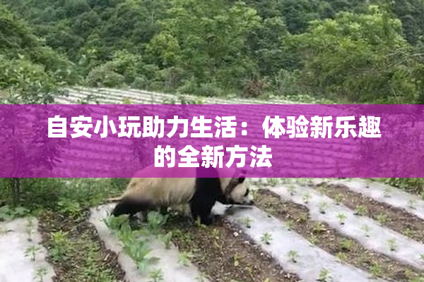 自安小玩助力生活：体验新乐趣的全新方法