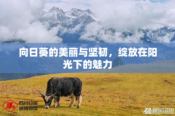 向日葵的美丽与坚韧，绽放在阳光下的魅力