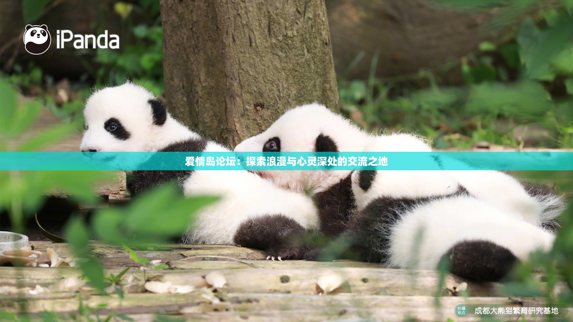 爱情岛论坛：探索浪漫与心灵深处的交流之地